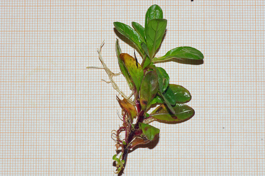 Epilobium obscurum / Garofanino scuro